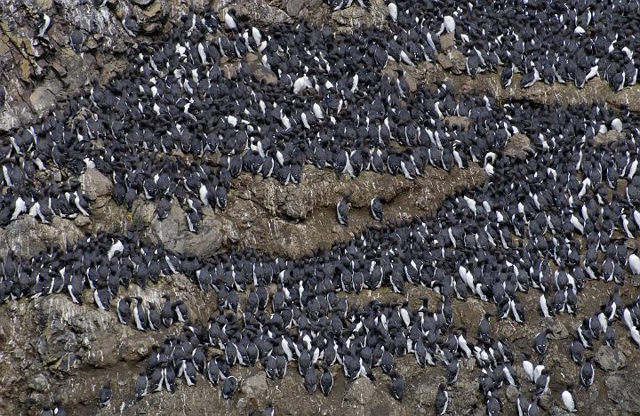 Common Murre 1625.jpg